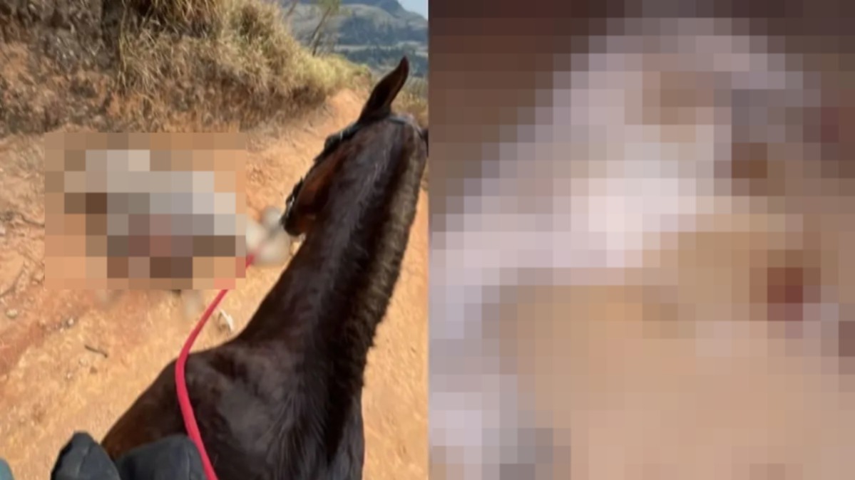 Cavalo morre após ser mutilado por homem em SP; suspeito é ouvido e liberado