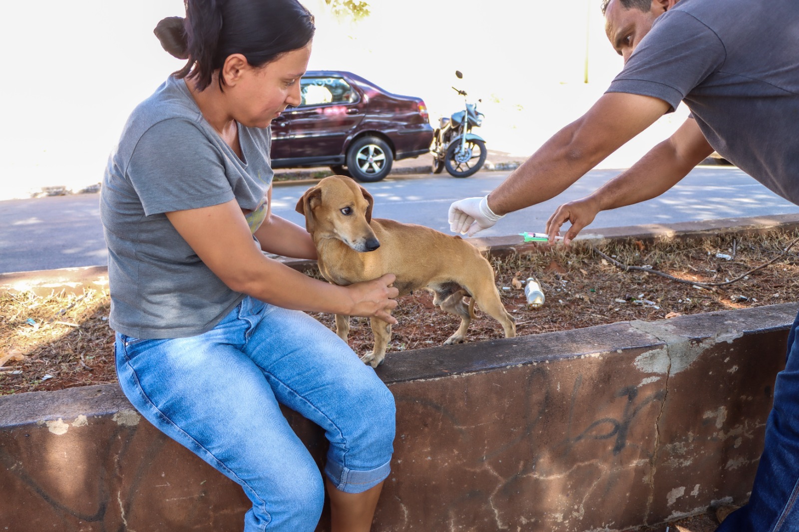 Vacinação antirrábica chega ao Flor do Ipê, em Senador Canedo