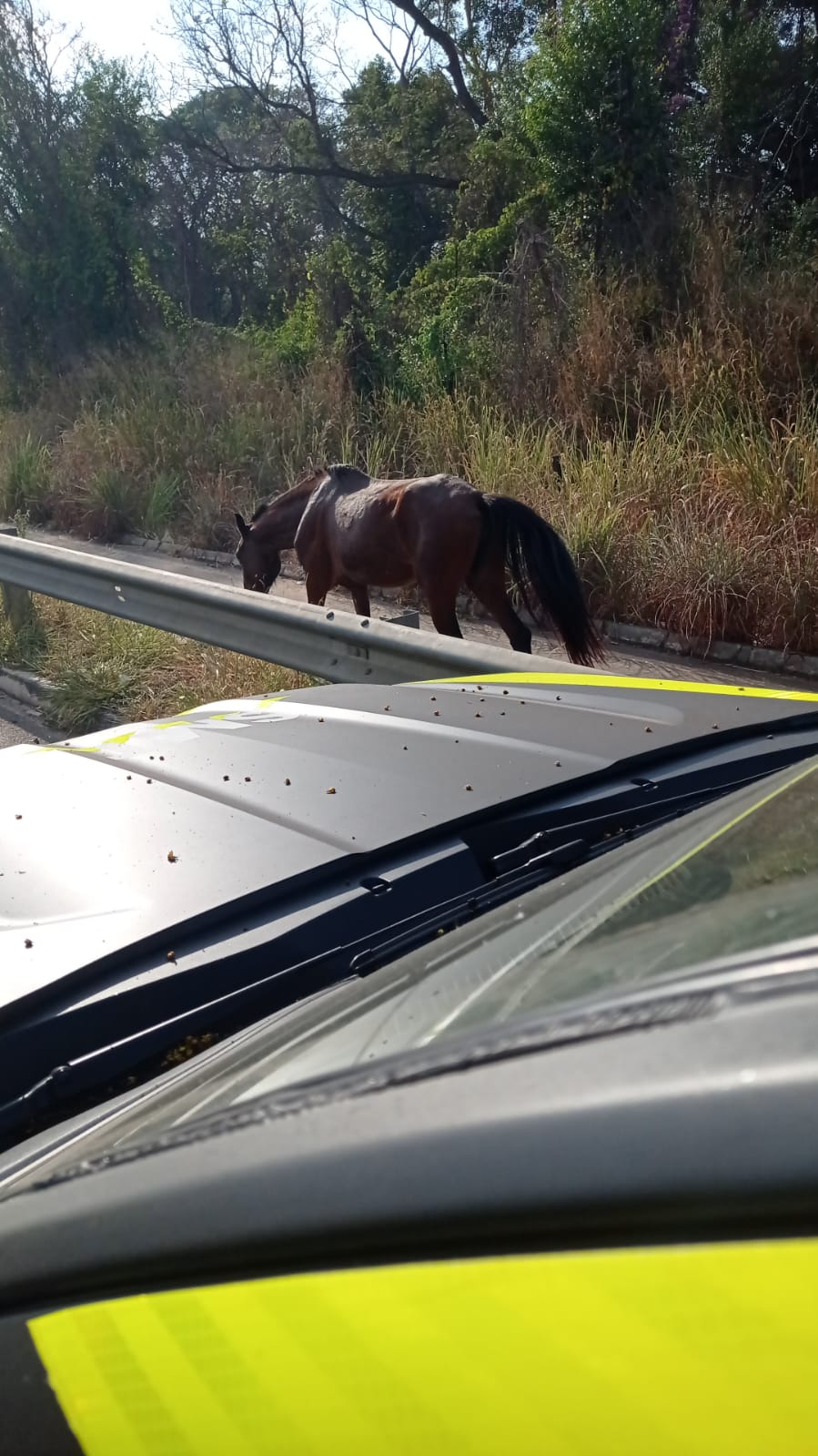 Cavalo solto na GO-403 é resgatado pela SMT e pelo Centro de Zoonoses