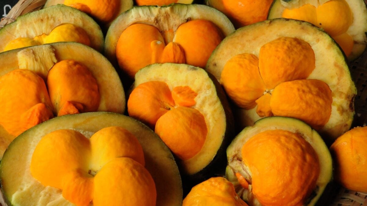 Pequi faz bem à saúde? Estudos apontam os benefícios do “ouro do Cerrado”; veja