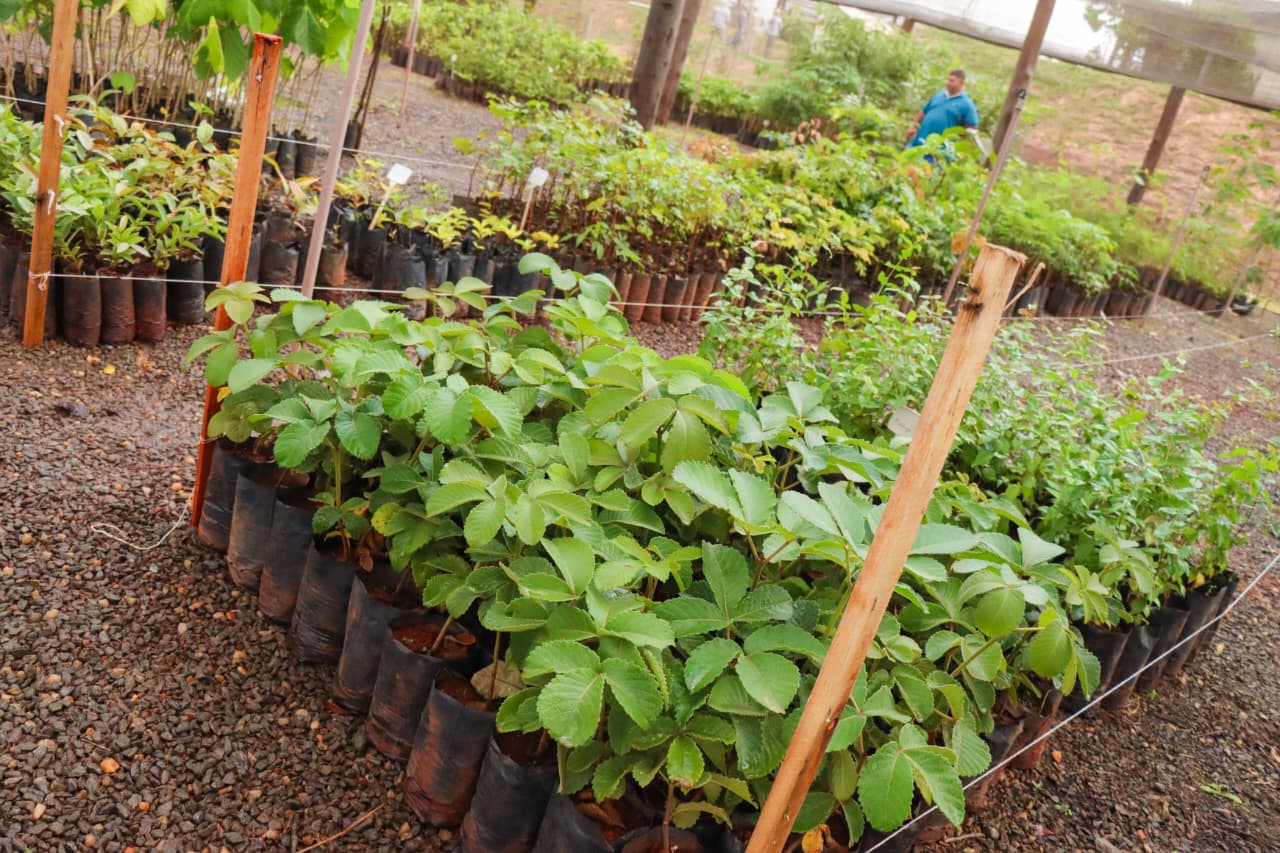 Senador Canedo já plantou e distribuiu mais de 8.500 mudas em 2025