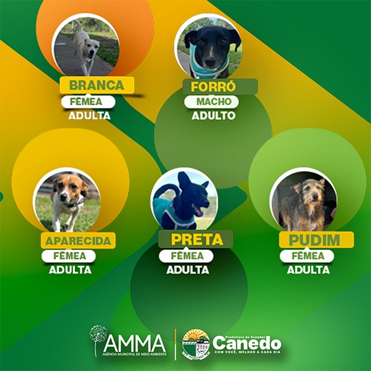 AMMA de Senador Canedo disponibiliza seis animais para adoção nesta semana