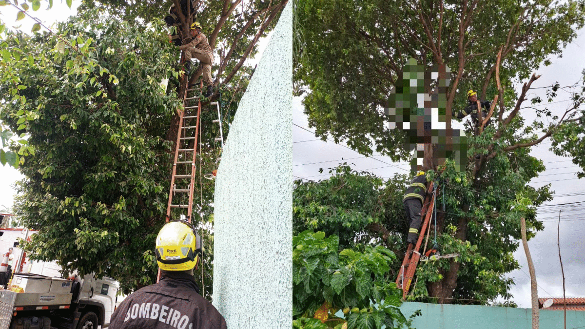 Homem morre após sofrer choque elétrico enquanto podava árvore em Caldas Novas