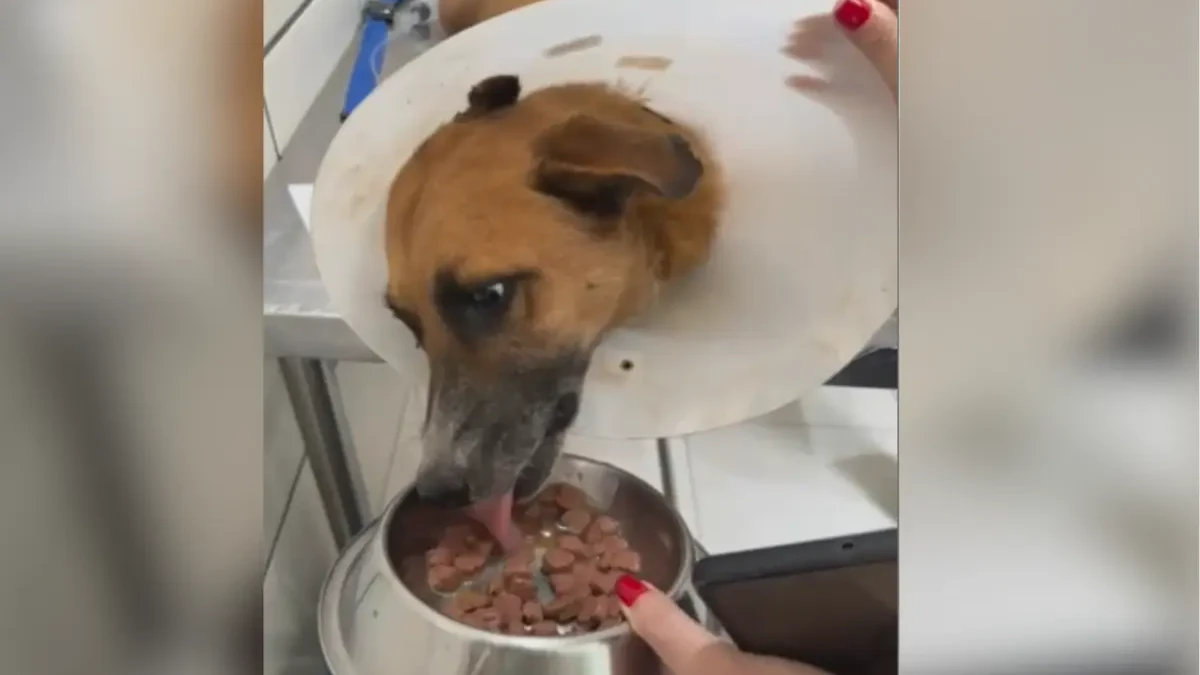 Bartô: cão resgatado no lixão de Goiânia é adestrado pela PM e estará em feira de adoção