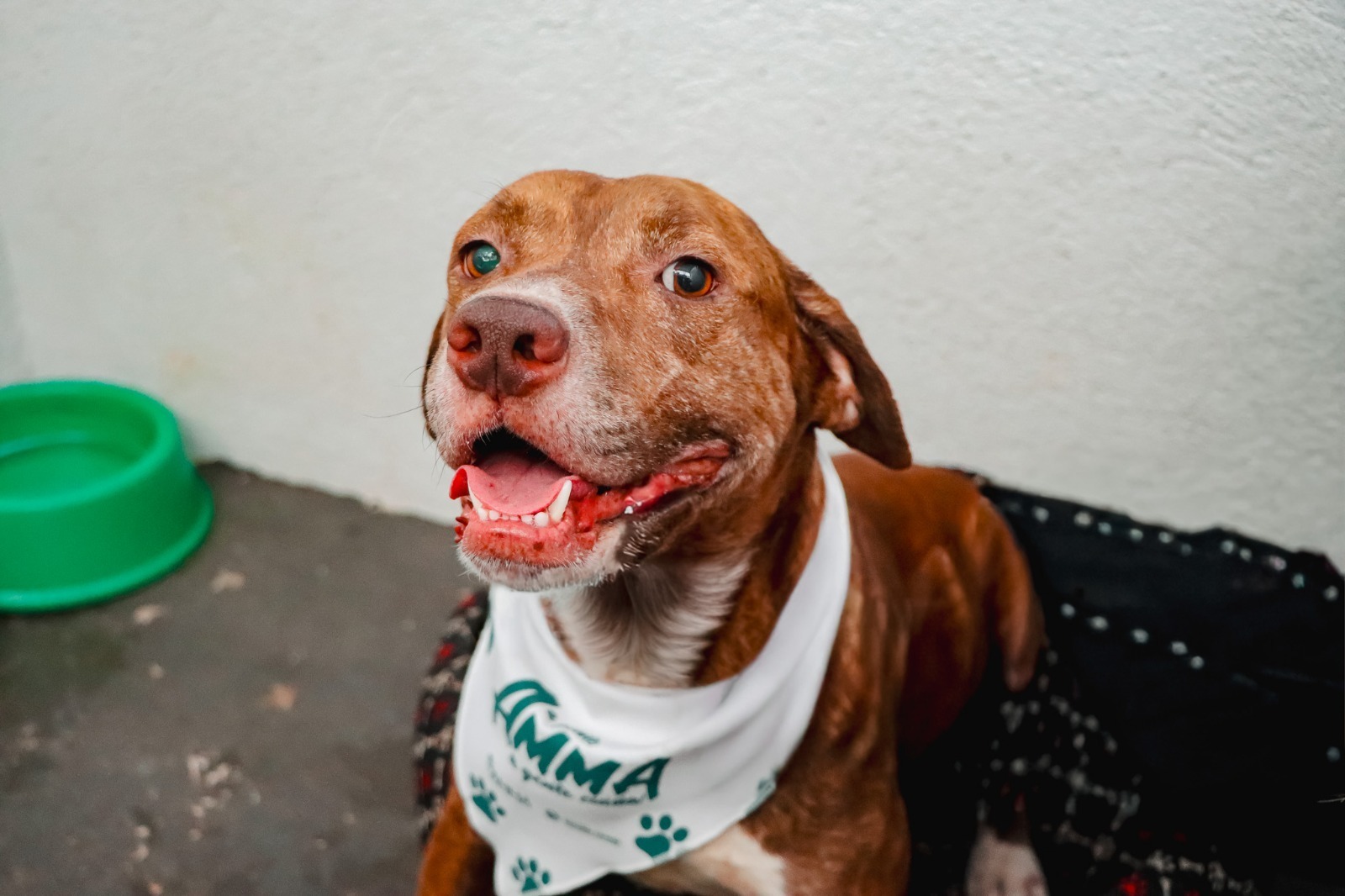 Senador Canedo realiza feira de adoção responsável e serviços gratuitos de bem-estar animal