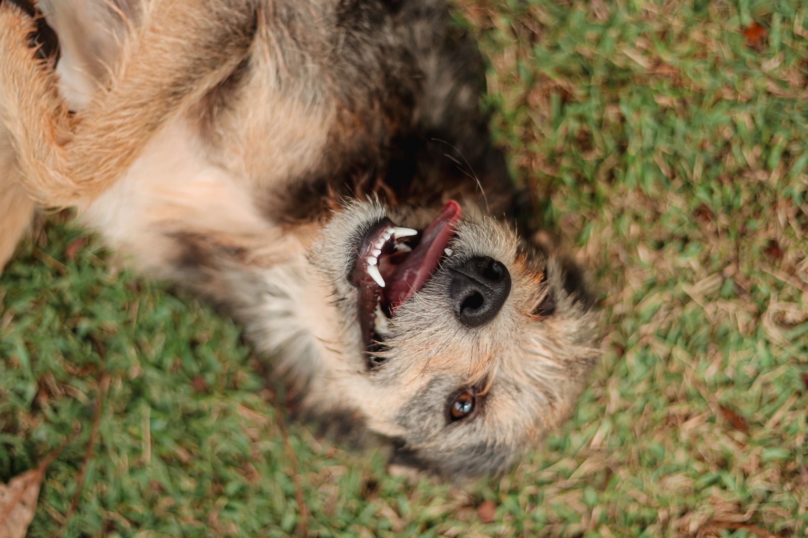 Senador Canedo promove feira de adoção e serviços gratuitos de bem-estar animal no Morada do Morro