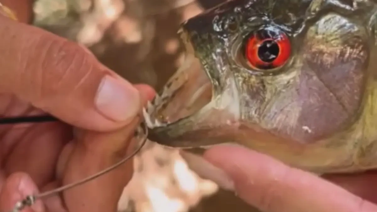 Turistas alertam para presença de piranhas em lago de Caldas Novas