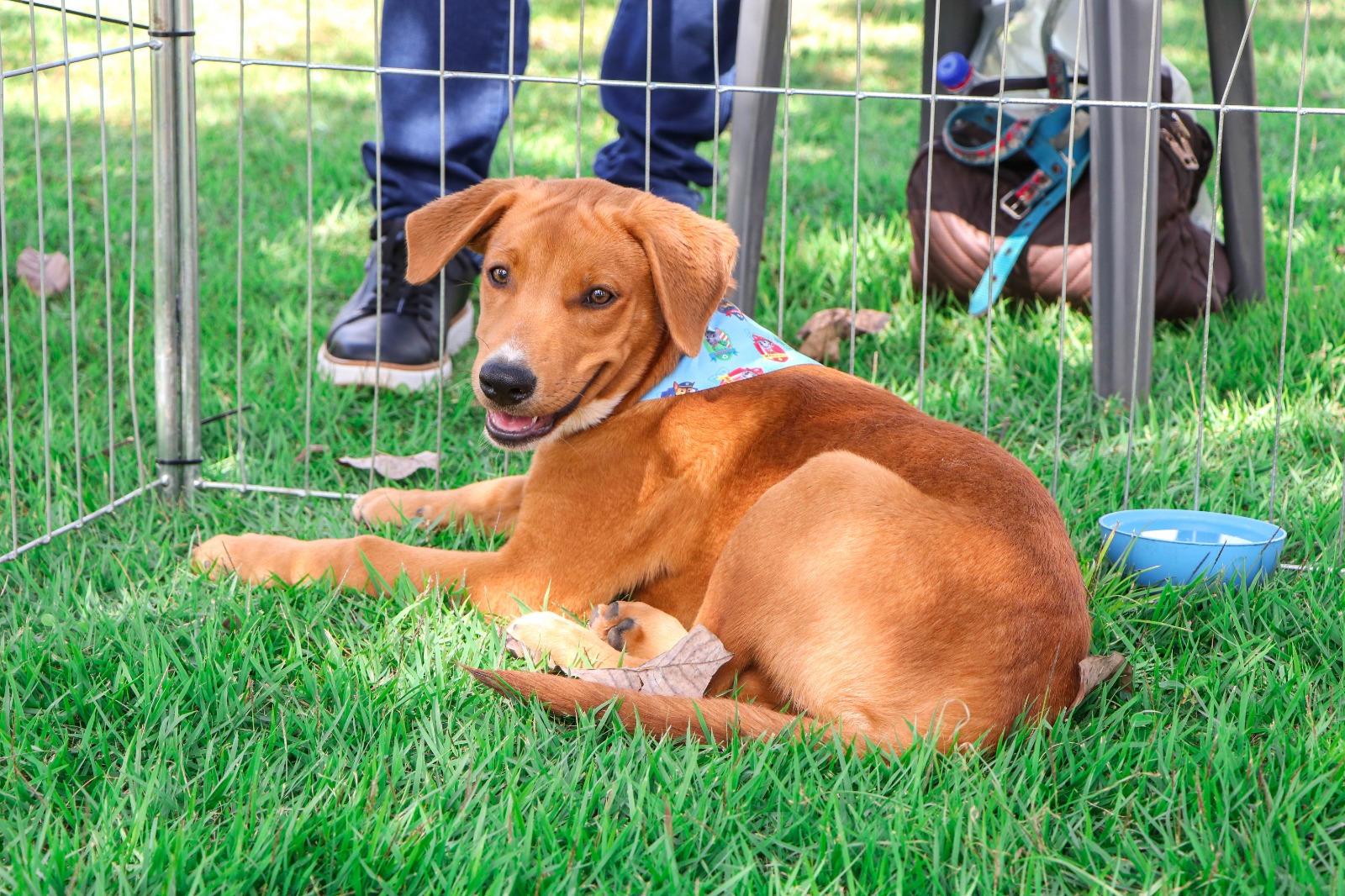 Em menos de quatro meses, número de adoções já supera todo o ano passado em Senador Canedo