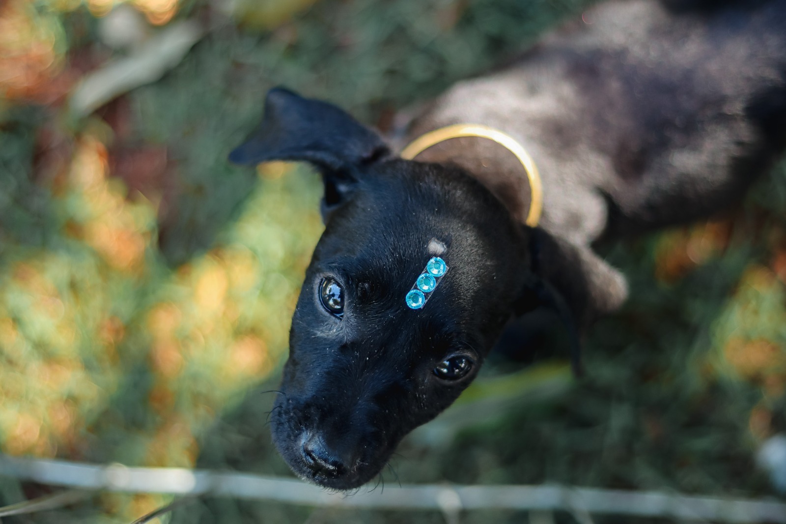 Bem-Estar Animal alcança 200 adoções em 2026
