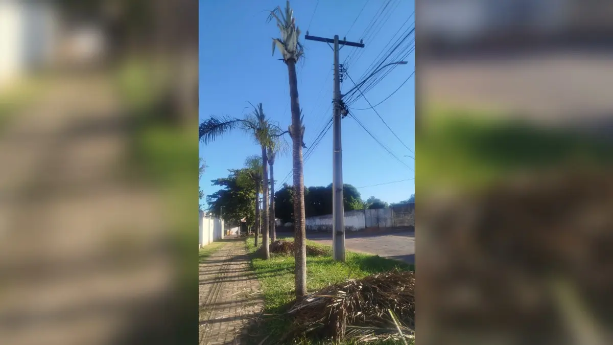 Administração de condomínio em Goiânia questiona poda de árvores feita pela Equatorial