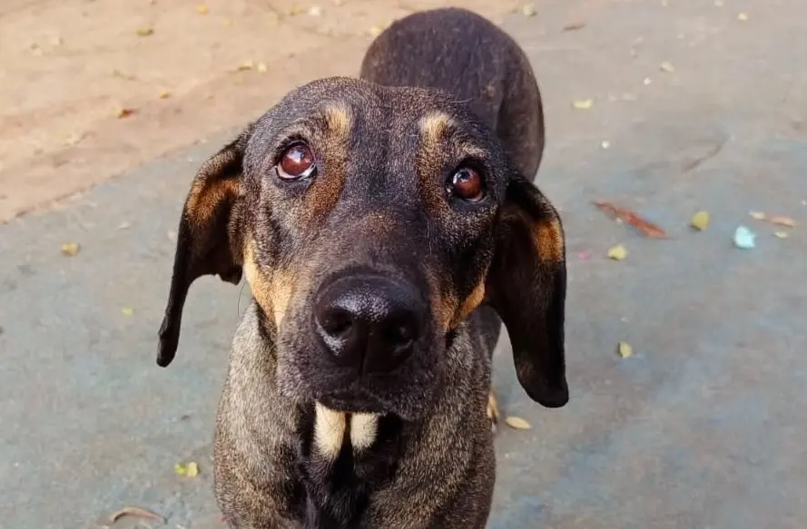 Procura um companheiro? Evento de adoção em Goiânia terá animais resgatados à espera de um lar